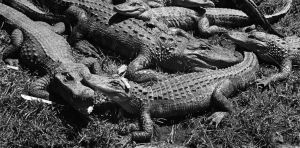 The forgotten racial history of Alligator Alcatraz