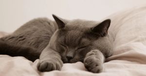 How to Get a Good Night's Sleep Without Trying too Hard