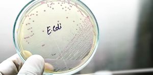 Nature has spent billions of years fighting bacteria – AI could help us learn its secrets