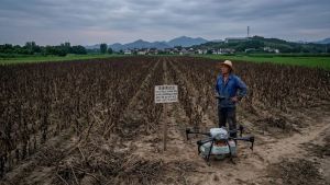 25 acres destroyed overnight: Chinese farmer loses entire crop after following AI advice