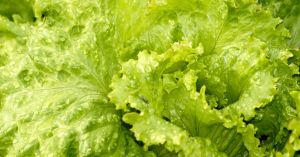 Navigating the Cyclospora Outbreak