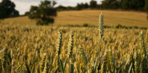 Fields, greenhouses or vertical farms: what is the best way to grow food in a changing climate?