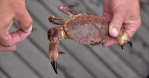 Seaside town named best spot for crabbing in the country
