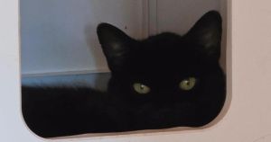 Cat found abandoned in empty flat needs 'very special' new home
