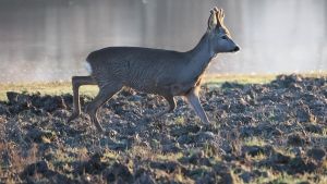 Grave veterinaria ferita dal capriolo che sta curando: un corno le trancia una vena della gamba