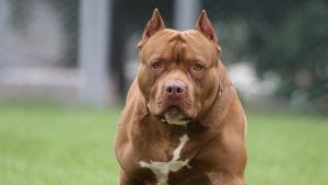 Postina azzannata e ferita da un pitbull mentre consegna una lettera