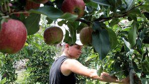 La raccolta delle mele in Valtellina parte in salita, fra crisi e caldo: “Persi 400 ettari di frutteti, però resistiamo”