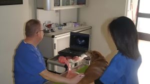 Niente servizio veterinario. Tante proteste