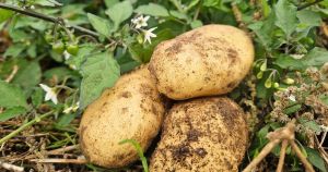 Gene scientists win landmark approval for blight-resistant potato