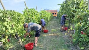 Uve bollenti: sui Colli la vendemmia comincia alle 5 del mattino