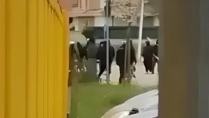 Follia allo stadio, 16 Daspo per gli ultras