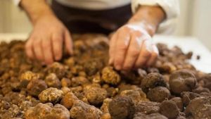 Troppo caldo, si teme per la stagione del tartufo bianco. “Se continua così sarà un dramma”