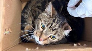 Gatto abbandonato in una scatola, ritrovato in un parcheggio. “Come si può arrivare a tanto?”