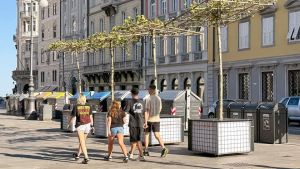 Alberi in scatola: quei tredici piccoli platani che “surriscaldano” il clima a Trieste