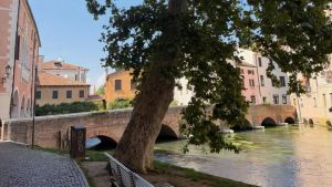 «Salvate quel platano in Riviera Comisso»: Treviso si mobilita