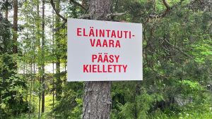 Eläintaudit | Afrikkalainen sikarutto uhkaa ajaa tuottajat kuilun partaalle – valtion on tultava apuun