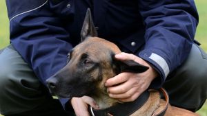 Bewaffneter Mann im Überlinger Wald: Polizeieinsatz mit Hundeführer und SEK