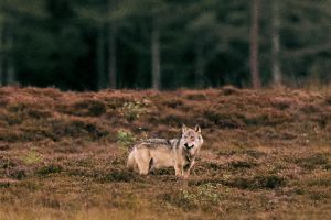 Det er ikke »problemulven«, der er noget galt med