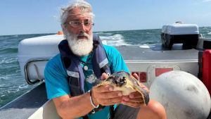 Venezia, Macondina torna in mare: liberata al Lido la giovane tartaruga Caretta caretta
