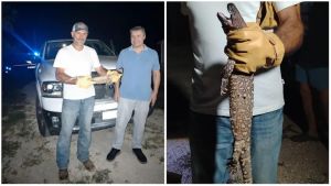 Catturata nella Bassa padovana la maxi lucertola velenosa: era in fuga da due mesi