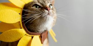 Les chats deviennent‑ils plus dociles, ou est‑ce plutôt les humains qui changent ?