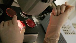 Scambio di provette al San Raffaele di Milano. L’Ordine Biologi Lombardia: “L’errore non è solo umano”