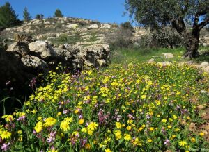 The Small Victories Saving Israel’s Nature Today, a response to Alon Tal