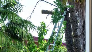 Pasiano, muore travolto da un albero mentre lo taglia in giardino