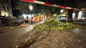 Grosso ramo si stacca e piomba in piazza Capitaniato