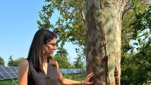 Iniezione di idrocarburi nel troco di quindici alberi di via Codignole: caccia al killer dei platani