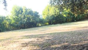 Allarme siringhe ai giardini: 