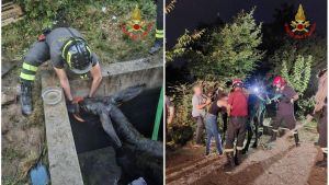 Asina di 400 chili cade in una fossa di liquami: salvata dai vigili del fuoco