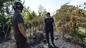 Rogo doloso al vigneto dismesso. E’ il secondo attentato in 20 giorni