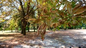 Il tappeto di foglie sulle strade che ricorda l’autunno: «È il modo con cui gli alberi sopravvivono all’afa»