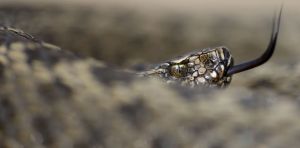 Why snake venom may have evolved to catch dinner, not for defence