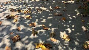 Foliage d’agosto a Venezia: la siccità colora il panorama urbano