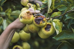 Canicule : avec les vagues de chaleur successives, les agriculteurs s’attendent à une récolte catastrophique