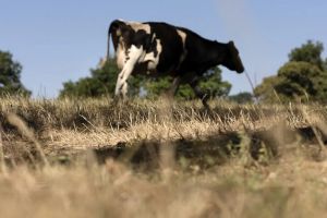 Avec la sécheresse et les canicules, les éleveurs menacés par une grave pénurie de fourrage
