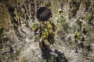 Serge Zaka, agroclimatologue : « L’adaptation ne repose pas seulement sur l’agriculteur »