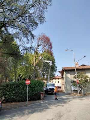 Strambino, giù il vecchio faggio del parco giochi: l’albero di 20 metri era malato