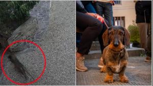 Cagnolina uccisa dal lupo, assalto nel giardino di casa. “Tutto sotto i nostri occhi”