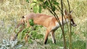 Wenn Wildtiere ihre Scheu verlieren – diese Folgen hat ein Fuchsbiss in Konstanz