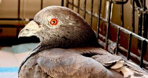 Call for action after pigeon rescued with wire embedded in feet in Norfolk