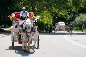 NYC carriage horses will have safe homes