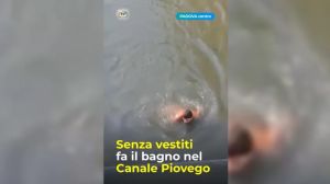 Non resiste al caldo e si fa un bagno nudo nel Piovego