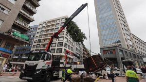 Oviedo estrena carbayón de 60 años, doce metros y 7.000 kilos en pleno centro: así fue la espectacular plantación del ejemplar