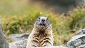 Erwärmung treibt Tiere immer höher in die Berge – bis der Platz ausgeht