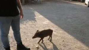 Fransa’da yazlıkların yeni komşuları, yaban domuzları