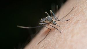 Dengue, caso a Livorno dopo un viaggio in Africa Centrale: scatta la disinfestazione