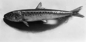 How Imperial Japan turned to the sardine to help build a war machine